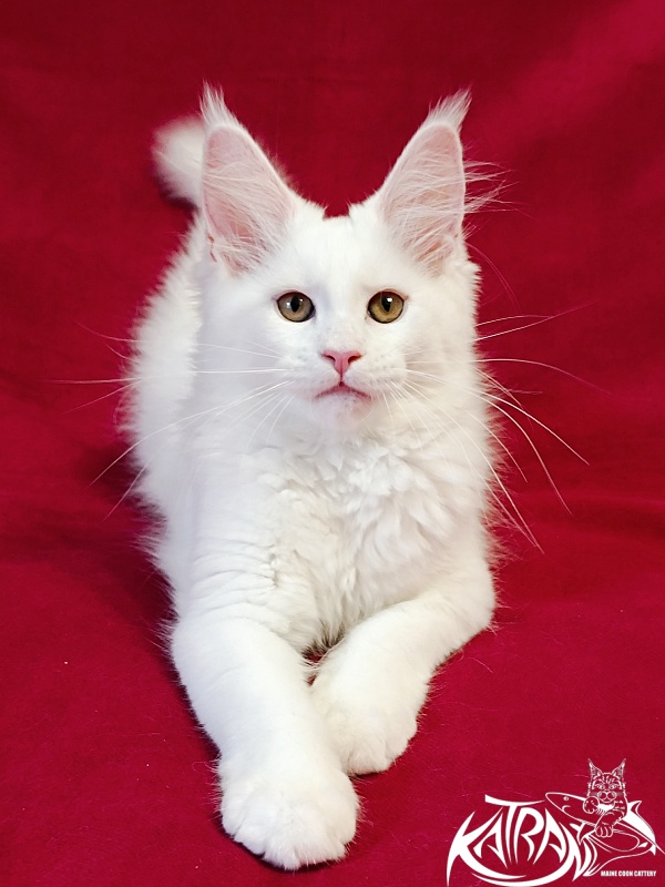 Katran Jolly - Кошеня мейн-кун 3 місяця