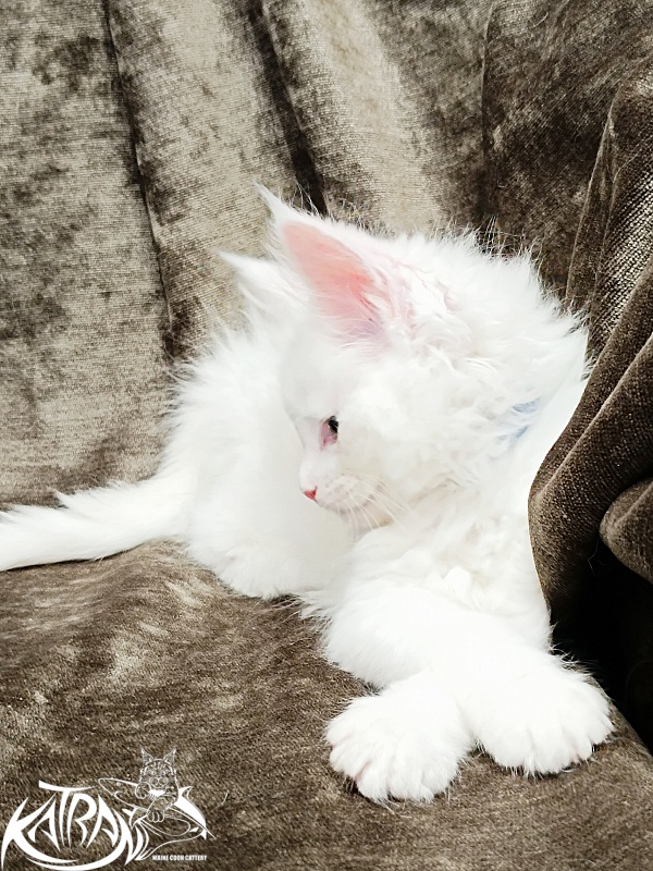 Katran Jolly - Кошеня мейн-кун 1 місяць 2 тижні