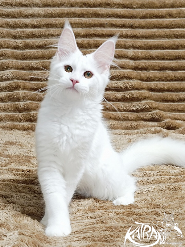 Katran Jolly - Кошеня мейн-кун 4 місяця