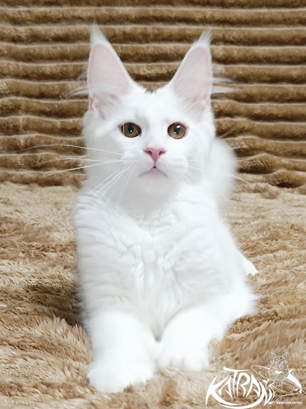 Katran Jolly - Кошеня мейн-кун 4 місяця