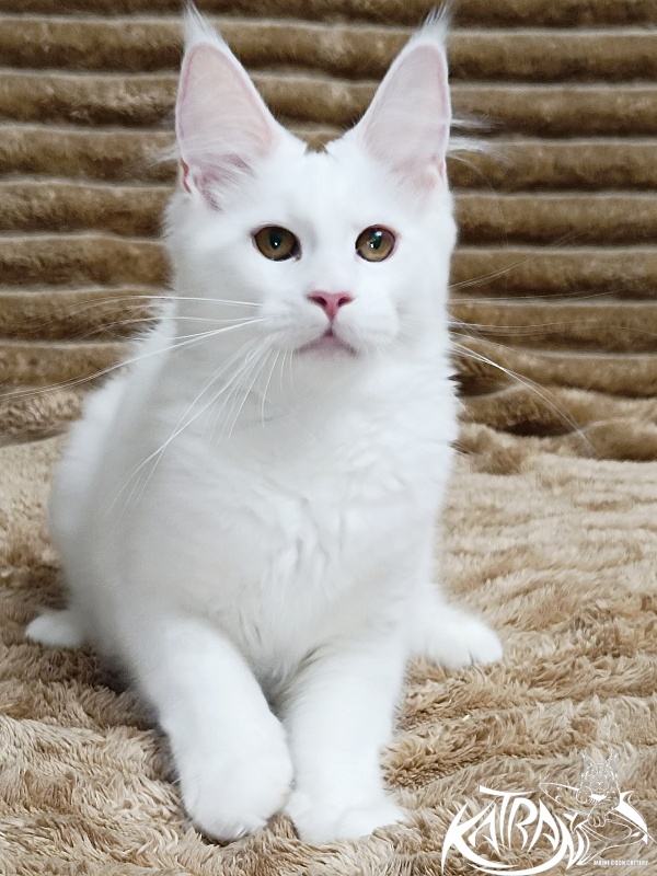 Katran Jolly - Кошеня мейн-кун 4 місяця