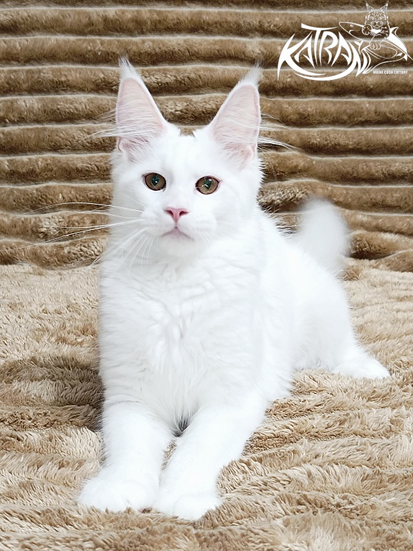 Katran Jolly - Кошеня мейн-кун 4 місяця