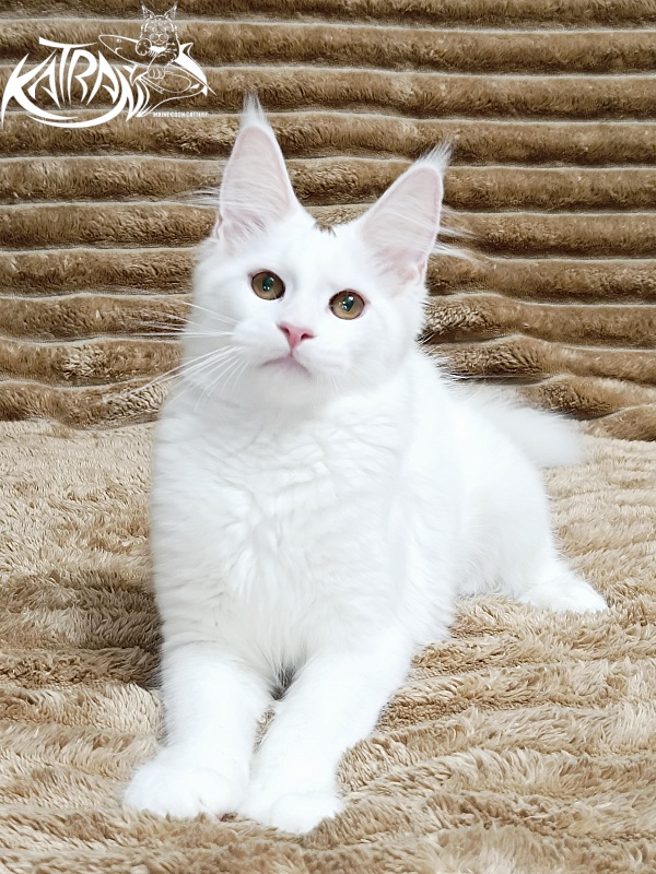 Katran Jolly - Кошеня мейн-кун 4 місяця