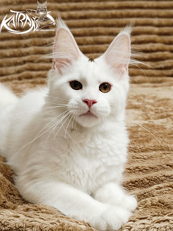 Katran Jolly - Кошеня мейн-кун 4 місяця