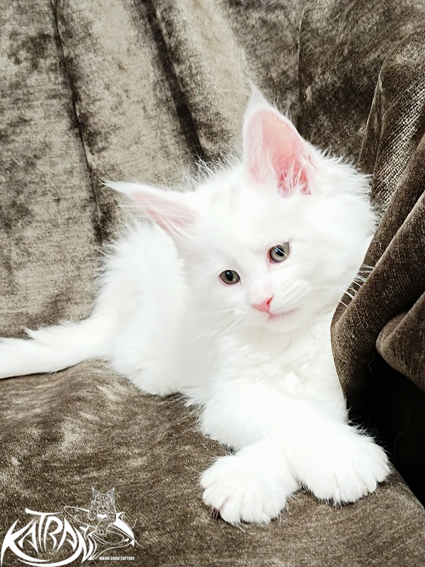 Katran Jolly - Кошеня мейн-кун 1 місяць 2 тижні