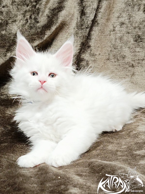 Katran Jolly - Кошеня мейн-кун 1 місяць 2 тижні