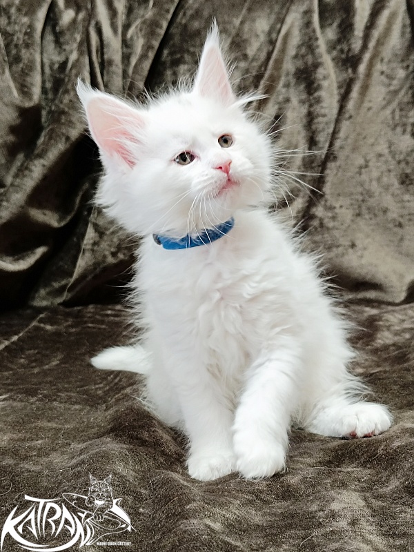 Katran Jolly - Кошеня мейн-кун 1 місяць 2 тижні