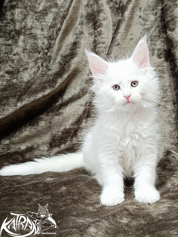 Katran Jolly - Кошеня мейн-кун 1 місяць 2 тижні