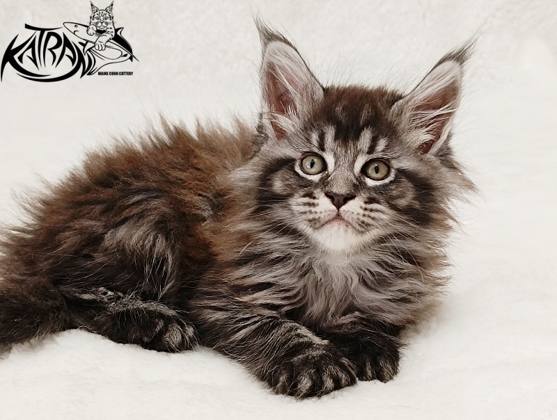 Katran Jasmin - Kitten maine-coon 1 month 2 weeks