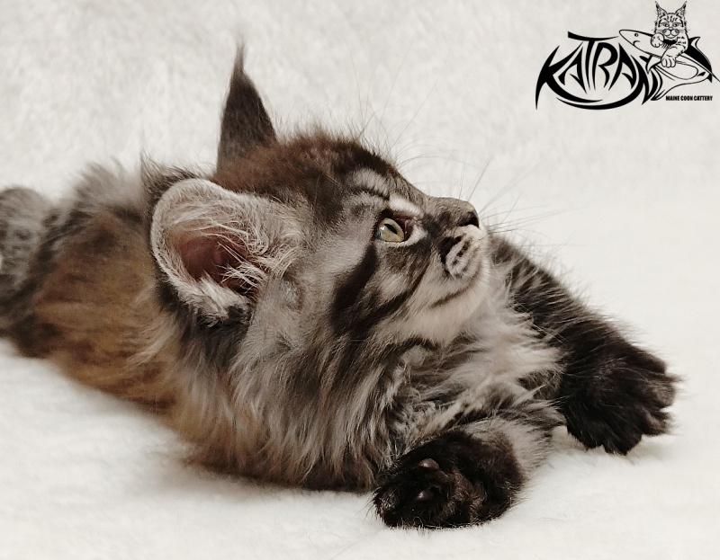 Katran Jasmin - Kitten maine-coon 1 month 2 weeks