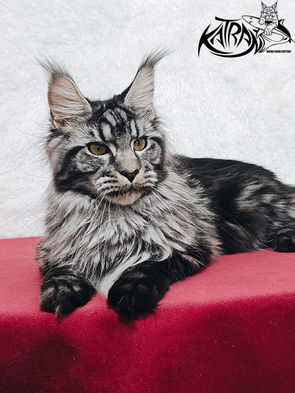 Katran Jasmin - Junior maine-coon 8.5 months