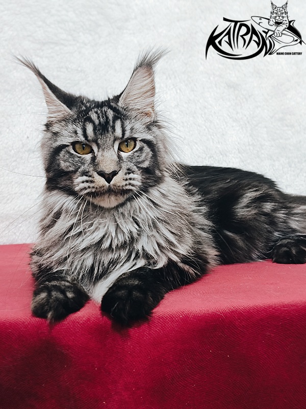 Katran Jasmin - Junior maine-coon 8.5 months