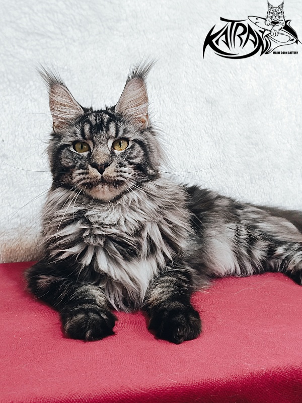 Katran Jasmin - Junior maine-coon 8.5 months