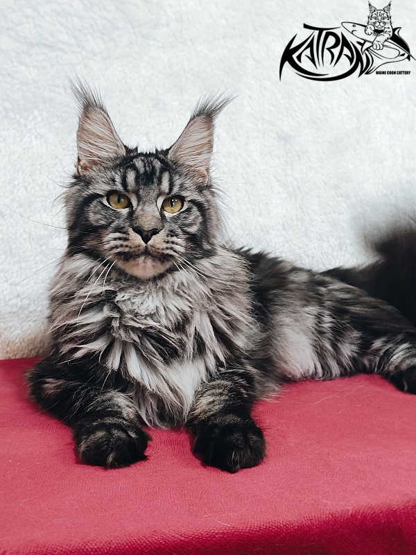 Katran Jasmin - Junior maine-coon 8.5 months