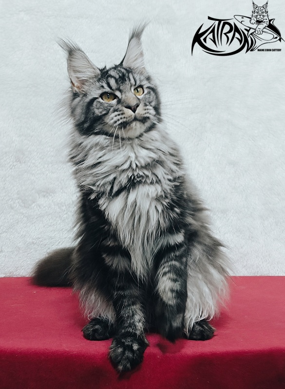 Katran Jasmin - Junior maine-coon 8.5 months