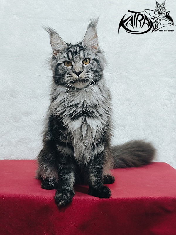 Katran Jasmin - Junior maine-coon 8.5 months
