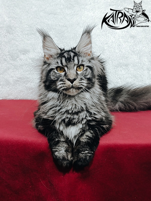 Katran Jasmin - Junior maine-coon 8.5 months