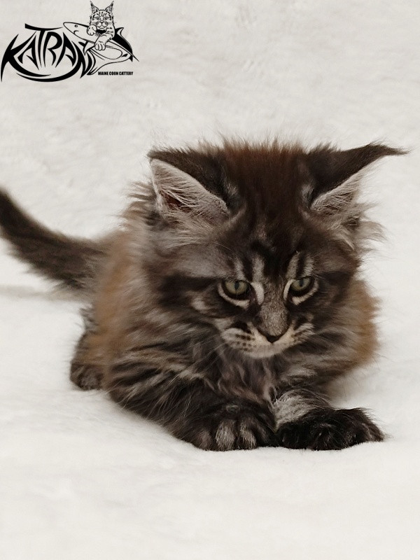 Katran Jasmin - Kitten maine-coon 1 month 2 weeks