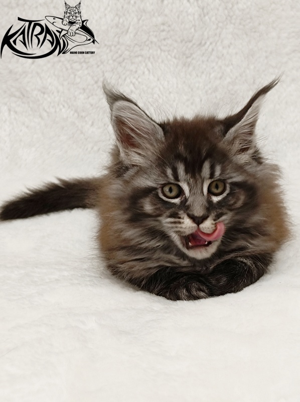 Katran Jasmin - Kitten maine-coon 1 month 2 weeks