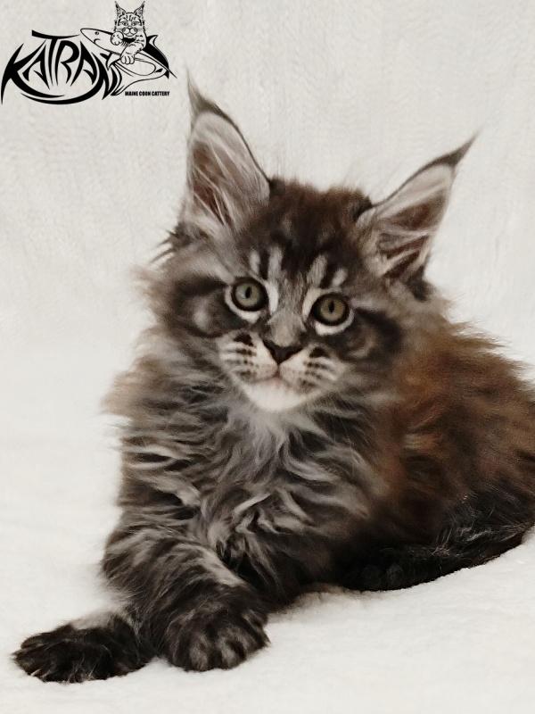 Katran Jasmin - Kitten maine-coon 1 month 2 weeks