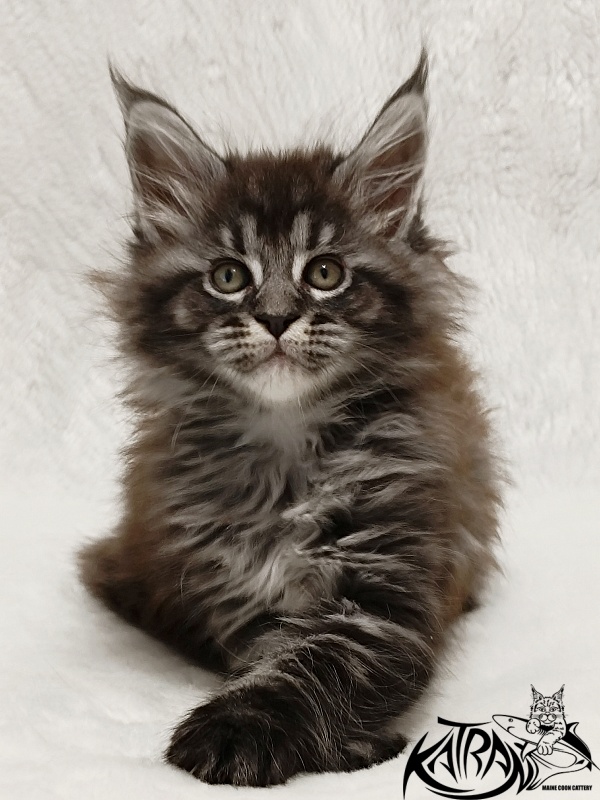 Katran Jasmin - Kitten maine-coon 1 month 2 weeks
