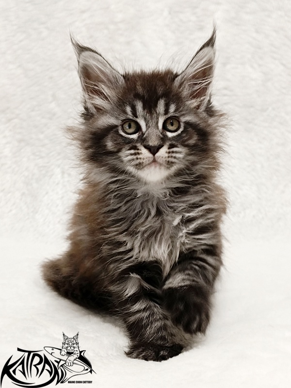 Katran Jasmin - Kitten maine-coon 1 month 2 weeks