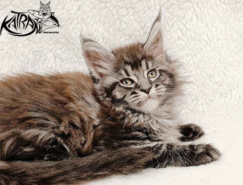 Katran Jasmin - Kitten maine-coon 1 month 2 weeks