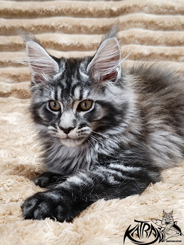 Katran Jasmin - Kitten maine-coon 2 months 1 week
