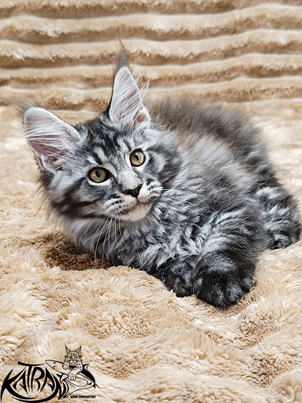 Katran Jasmin - Kitten maine-coon 2 months 1 week