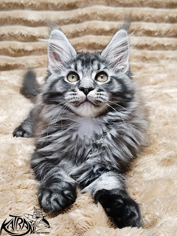 Katran Jasmin - Kitten maine-coon 2 months 1 week