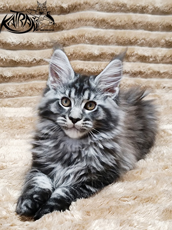 Katran Jasmin - Kitten maine-coon 2 months 1 week