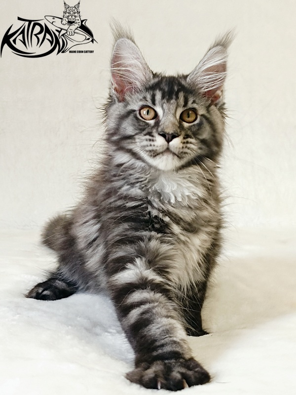 Katran Jasmin - Kitten maine-coon 3 months