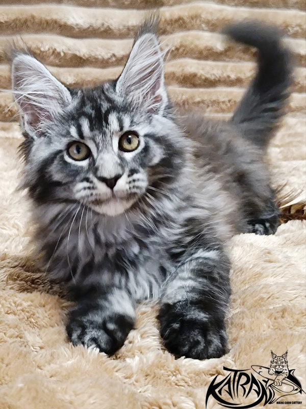 Katran Jasmin - Kitten maine-coon 2 months 1 week