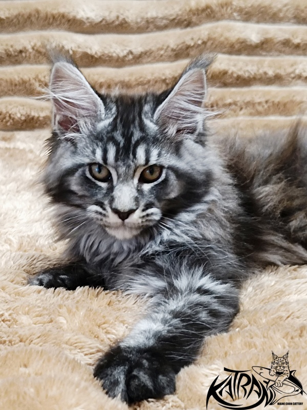 Katran Jasmin - Kitten maine-coon 2 months 1 week