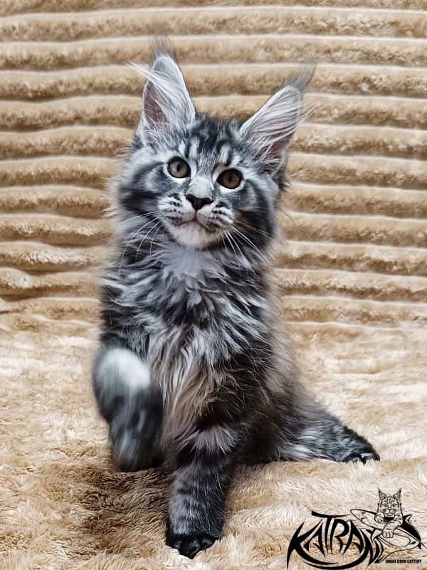 Katran Jasmin - Kitten maine-coon 2 months 1 week