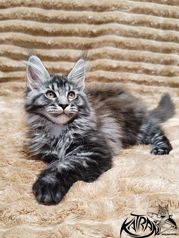 Katran Jasmin - Kitten maine-coon 2 months 1 week