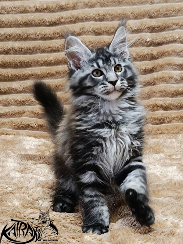 Katran Jasmin - Kitten maine-coon 2 months 1 week
