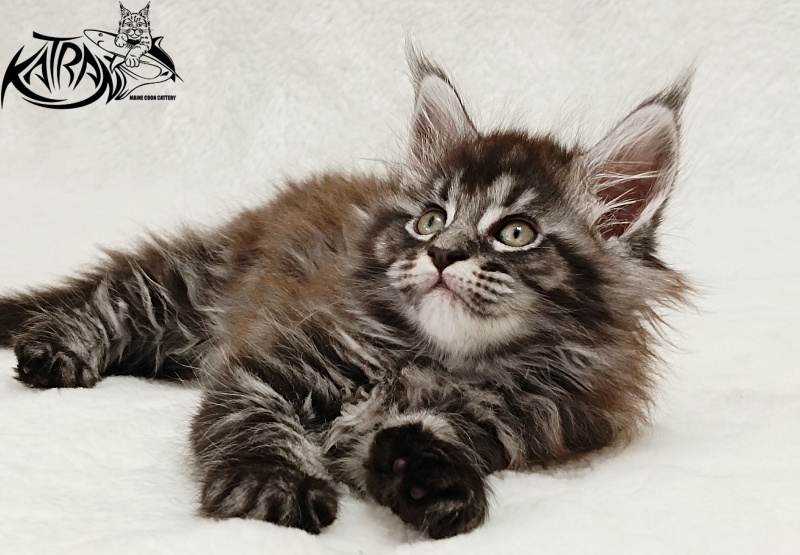 Katran Jasmin - Kitten maine-coon 1 month 2 weeks