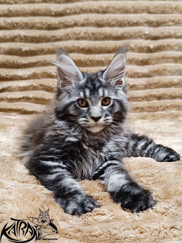 Katran Jasmin - Kitten maine-coon 2 months 1 week