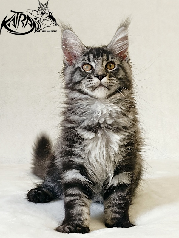 Katran Jasmin - Kitten maine-coon 3 months
