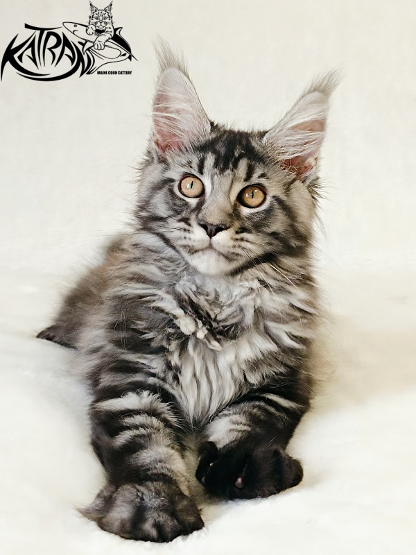 Katran Jasmin - Kitten maine-coon 3 months