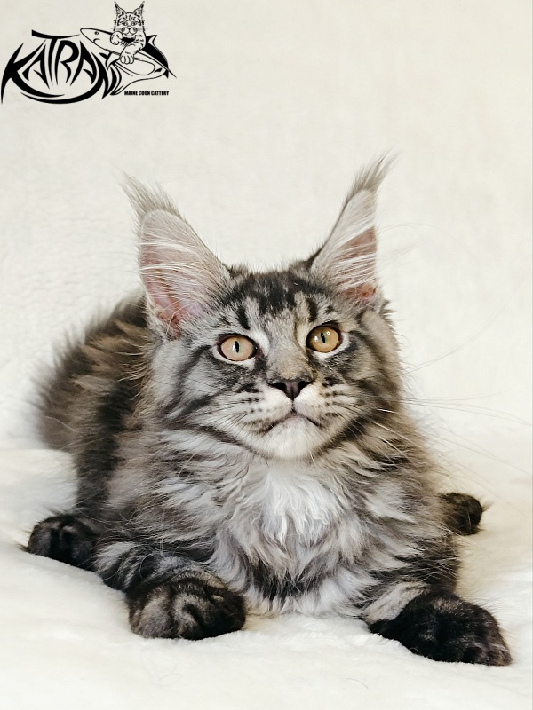 Katran Jasmin - Kitten maine-coon 3 months