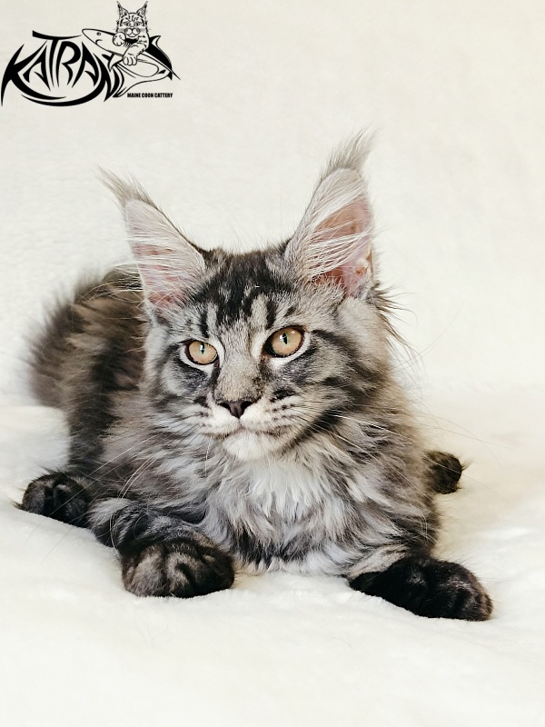 Katran Jasmin - Kitten maine-coon 3 months