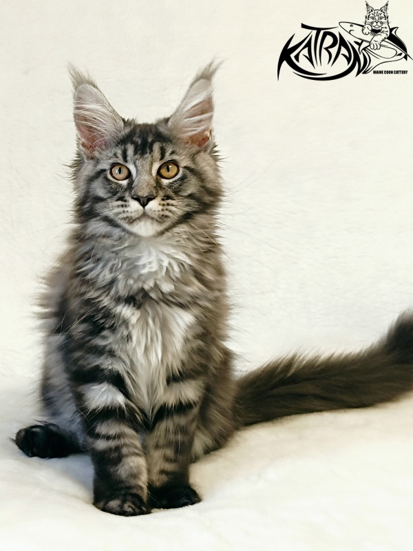 Katran Jasmin - Kitten maine-coon 3 months