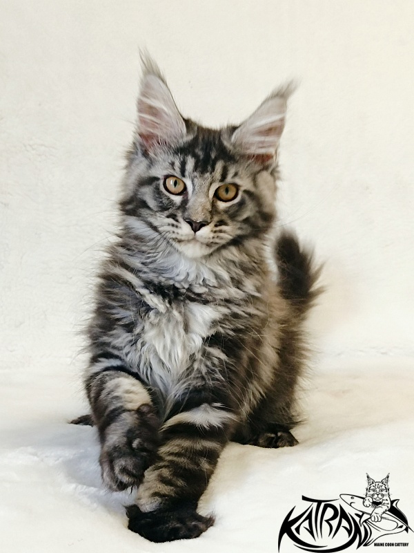 Katran Jasmin - Kitten maine-coon 3 months