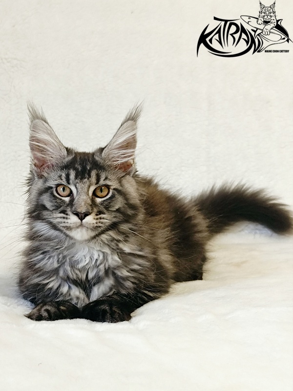 Katran Jasmin - Kitten maine-coon 3 months