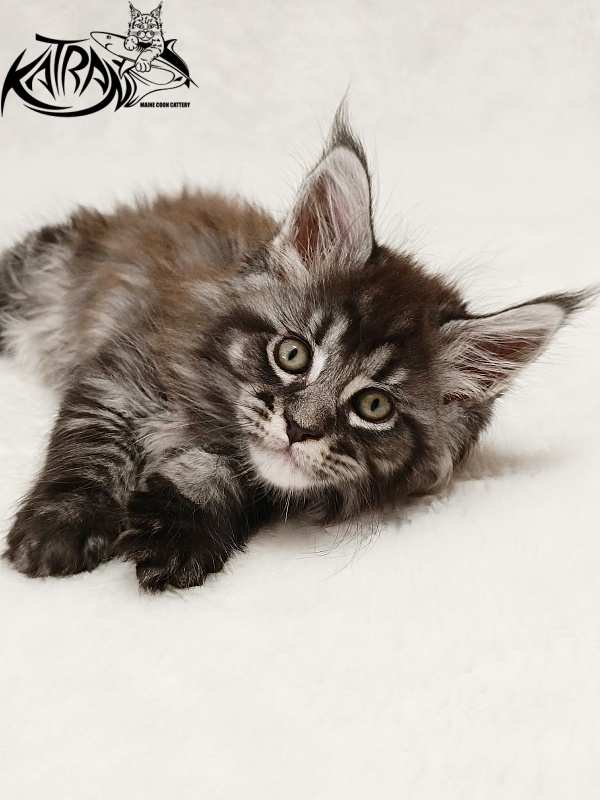 Katran Jasmin - Kitten maine-coon 1 month 2 weeks
