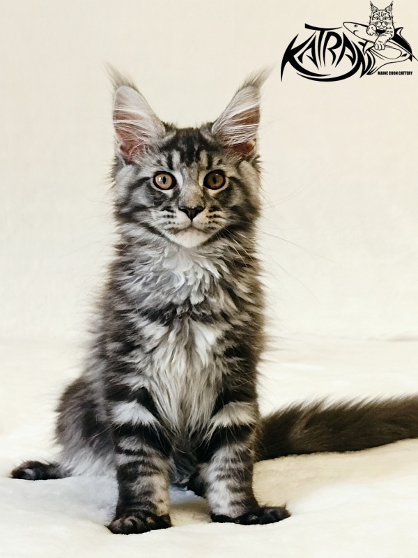 Katran Jasmin - Kitten maine-coon 3 months