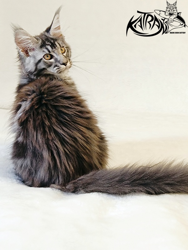 Katran Jasmin - Kitten maine-coon 3 months