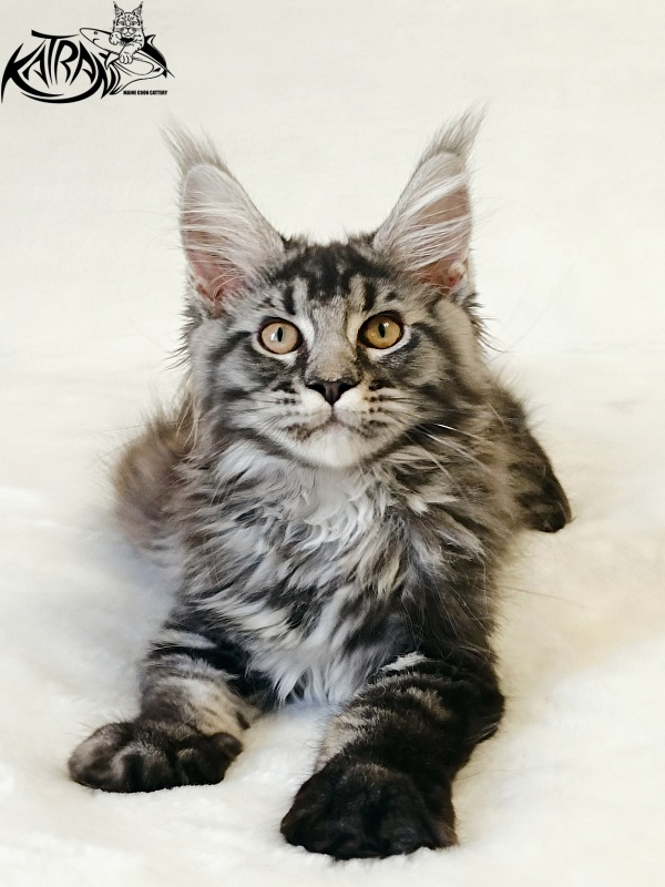 Katran Jasmin - Kitten maine-coon 3 months